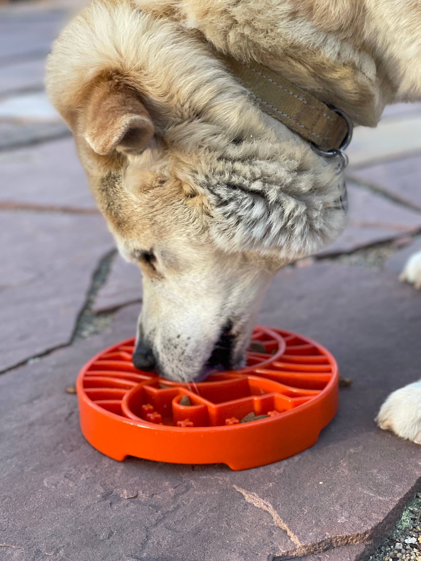 Yin Yang Design Shallow eTray Enrichment Slow Feeder Tray for Dogs